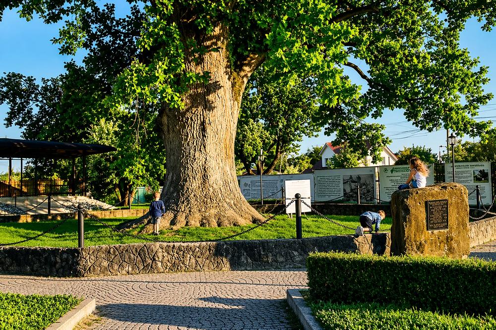 Тюльпановое дерево в посёлке Головинка