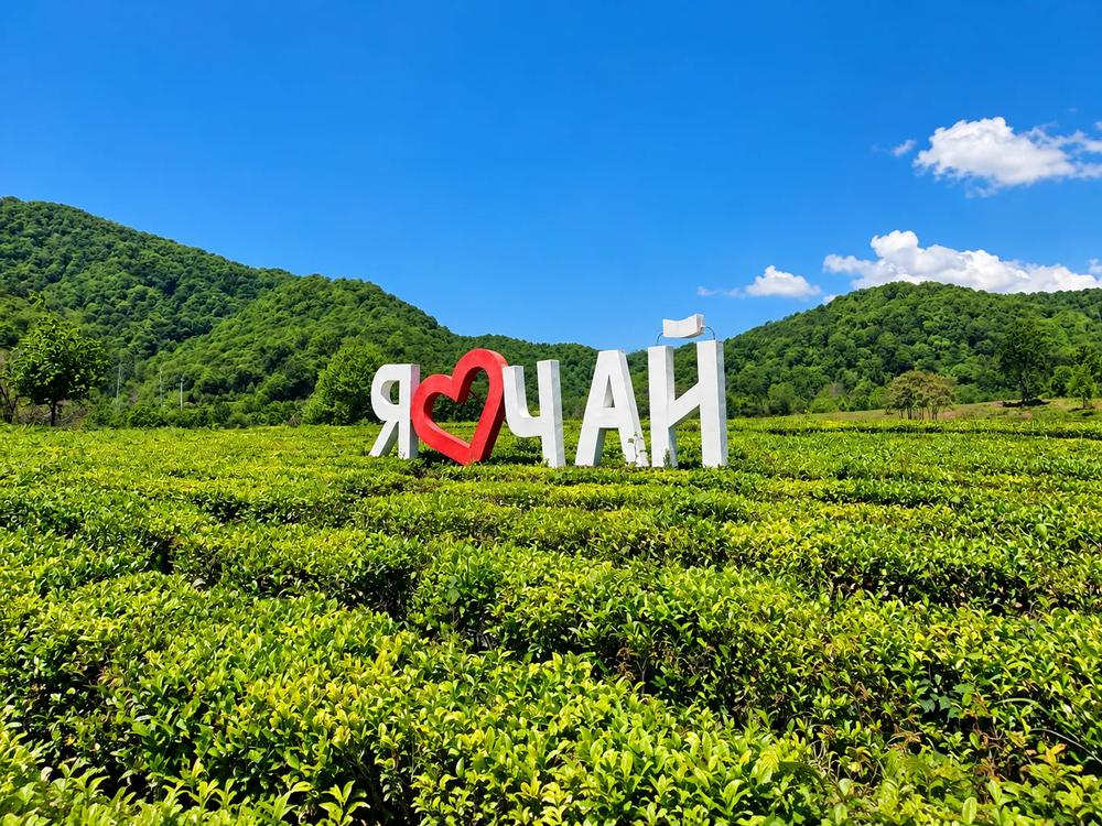 Чайная плантация